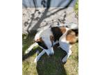 Adopt Dottie a White - with Brown or Chocolate Norwegian Elkhound / Mutt / Mixed