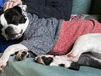 Adopt Ryder a Black - with White American Pit Bull Terrier / Mixed dog in