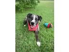 Adopt Smith a Black - with Gray or Silver Catahoula Leopard Dog dog in San Leon