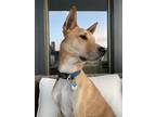 Adopt Juno a Tan/Yellow/Fawn - with White Mutt / Mixed dog in Brooklyn