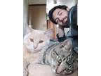 Adopt Kapha and Pitta a Brown Tabby American Shorthair / Mixed (short coat) cat