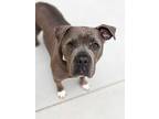 Adopt Bella a Brown/Chocolate - with White Mastiff / Mixed dog in Kalamazoo