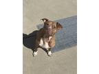 Adopt Oscar (Courtesy Post) a Brown/Chocolate - with White Pit Bull Terrier /
