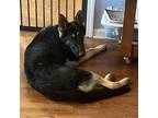 Adopt Bowie a Black - with Tan, Yellow or Fawn German Shepherd Dog / Mixed dog