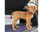 Adopt Cannon a Red/Golden/Orange/Chestnut Plott Hound / Mixed Breed (Medium) /