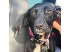 Adopt DAISY MAE a Pointer / Labrador Retriever / Mixed dog in Palm City