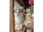 Adopt Camille a Orange or Red (Mostly) Domestic Shorthair (short coat) cat in