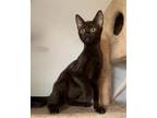 Adopt STITCH a All Black Bombay / Mixed (short coat) cat in CARISLE
