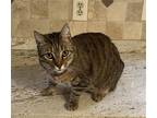 Adopt Seven a Brown Tabby Domestic Shorthair / Mixed (short coat) cat in Mobile