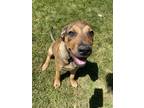Adopt Rusty (Ziggy’s 10 Babies) a Brown/Chocolate Pit Bull Terrier / Shepherd