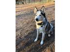 Adopt Cyrus a Black - with White Husky / Mixed dog in Rocky Hill, CT (40837508)
