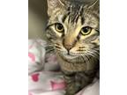 Adopt Pete a Brown Tabby Domestic Shorthair (short coat) cat in Pottsville