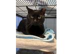 Adopt Bubbles a Domestic Shorthair / Mixed (short coat) cat in Blountville
