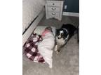 Adopt Remington a Brindle Australian Shepherd / Mixed dog in Columbiana