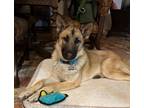 Adopt Sylvie a German Shepherd Dog / Mixed dog in Cottonwood, AZ (41152748)