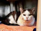 Adopt Leia a Domestic Shorthair / Mixed (short coat) cat in Sebastian
