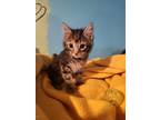 Adopt Gale (pink) a Domestic Shorthair / Mixed (short coat) cat in Crocker