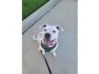 Adopt Winter a American Pit Bull Terrier / Mixed Breed (Medium) / Mixed dog in