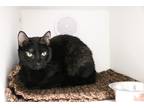 Adopt Mokey a Domestic Shorthair / Mixed (short coat) cat in Dearborn