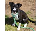 Adopt Paisley a American Pit Bull Terrier / Border Collie / Mixed dog in