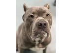 Adopt Bubbles a Cane Corso / Mixed dog in Warren, MI (41329555)