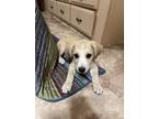 Adopt Logan a Australian Cattle Dog / Great Pyrenees / Mixed dog in Mesa