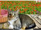Adopt Reef a Brown Tabby Domestic Shorthair / Mixed cat in Culpeper