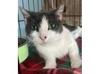 Adopt Ruby Cakes a Abyssinian / Mixed (short coat) cat in Buford, GA (41322596)