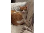 Adopt Tau a Spotted Tabby/Leopard Spotted Egyptian Mau (short coat) cat in