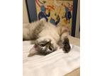 Adopt Nipsey Russel a Siamese (short coat) cat in Dallas, TX (41296062)