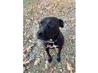Adopt Xena A046063 a Staffordshire Bull Terrier / Mixed Breed (Medium) / Mixed