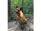 Adopt Laney a German Shepherd Dog / Mixed dog in WAYNESVILLE, GA (40539733)