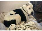 Adopt Elissa a White - with Black Terrier (Unknown Type, Medium) / Labrador