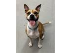 Adopt Rosie a Tan/Yellow/Fawn American Staffordshire Terrier dog in Syracuse