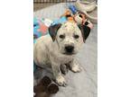 Adopt Conner - Permanent Foster - Prudence Puppy a White Boxer / Mixed dog in
