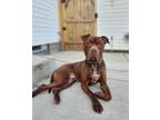 Adopt Denzel a American Pit Bull Terrier / Mixed dog in Amherst, NY (39818082)