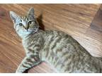 Adopt Nougat a Orange or Red Tabby Domestic Shorthair / Mixed cat in Cary