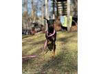 Adopt Bella a Black - with Tan, Yellow or Fawn Doberman Pinscher / Mixed dog in