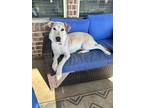 Adopt Miss T a Labrador Retriever / Husky dog in Brookeville, MD (41329360)