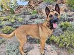Adopt Jethro - Located in CA a Tan/Yellow/Fawn - with Black Belgian Malinois dog