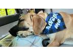 Adopt Charlie a Tan/Yellow/Fawn Great Dane dog in Albany, IL (41229645)
