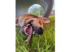 Adopt Phoenix Livingston a Tan/Yellow/Fawn - with Black Labrador Retriever dog