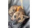 Adopt Ruby a Black Mouth Cur / Hound (Unknown Type) dog in Somers, CT (41329259)