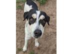 Adopt Thomas a Pointer / Jack Russell Terrier / Mixed dog in Ocala