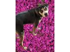 Adopt LUKAS a Tricolor (Tan/Brown & Black & White) Rottweiler / Mixed dog in