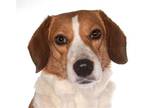 Adopt Penny a Red/Golden/Orange/Chestnut - with White Beagle / Sheltie