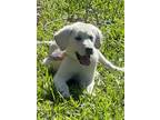 Adopt Katiska ATX a White Akbash / Mixed dog in Statewide, TX (41188689)