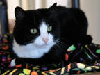 Adopt Pixie a All Black Domestic Shorthair / Mixed Breed (Medium) / Mixed (short