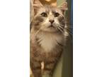 Adopt Max a Gray, Blue or Silver Tabby Domestic Mediumhair (medium coat) cat in