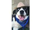 Adopt Scout a White - with Black Border Collie / Australian Cattle Dog / Mixed